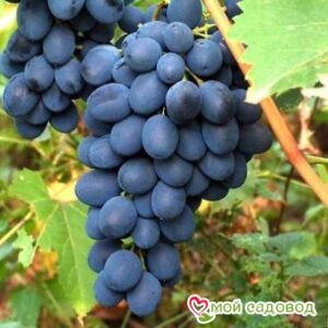 Ароматный и сладкий виноград “Августа” в Ростове-на-Дону
