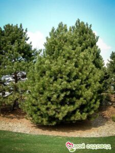 Сосна Чёрная (Pinus Nigra) в Ростове-на-Дону
