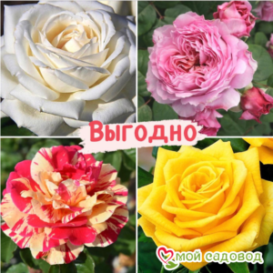 Набор Чайно-гибридные розы! в Ростове-на-Дону