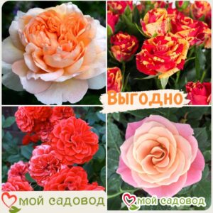 Комплект роз! Роза плетистая, спрей, чайн-гибридная и Английская роза в одном комплекте в Ростове-на-Дону