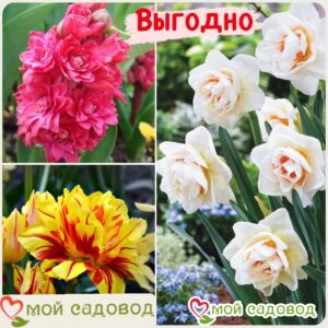 Весенний набор луковичных цветов в Ростове-на-Дону